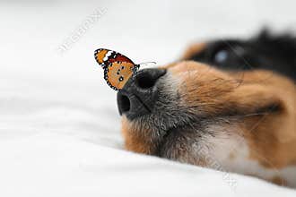Cute dog and butterfly on white fabric at home. Friendly pet