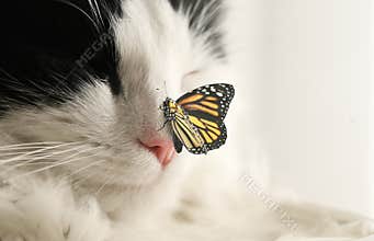 Closeup view of cute cat and butterfly on background