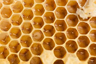 Honeybee eggs
