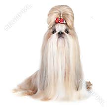 Dog of breed shih-tzu