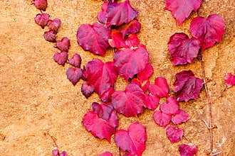 Autumn Patterns ~ Red Ivy Climbing On A Stucco Wall