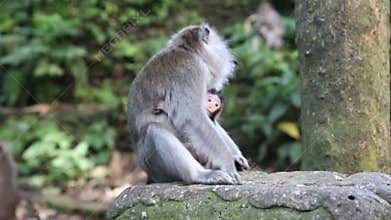 Monkey Family At Sacred Monkey Forest. Ubud, Bali, Indonesia