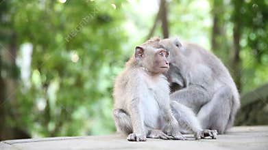 Monkey Family At Sacred Monkey Forest. Ubud, Bali, Indonesia