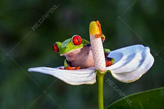 Red-eyed Tree Frog, Agalychnis callidryas,costa rica