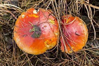 Caesar mushroom  Amanita caesarea   growing in the grass in the meadow.