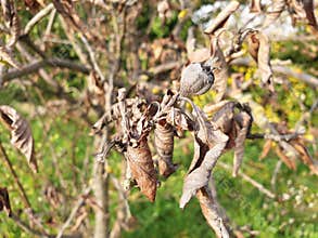 Diseased dry apple tree in the garden.