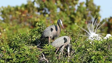 Great Blue Herons  Ardea herodias exchanging nesting material