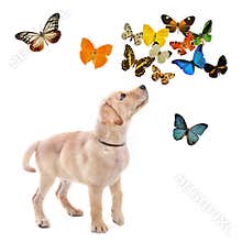 Puppy labrador retriever