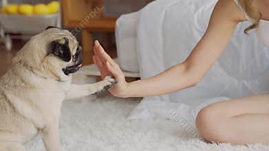 Cute dog Pug giving paw high five owner with love feeling so happiness and comfortable