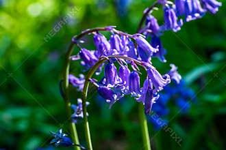 Bluebells flower in spring forest