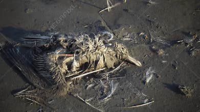 Dead bird on the muddy shore of the Kuyalnik estuary