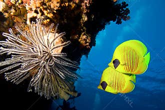 Masked Butterfly Fish