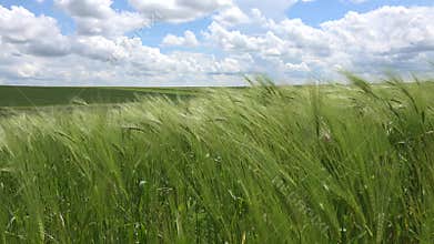 4K Wheat Ear Harvest in Sunset, Agriculture Industry, Sun Ray in Cereals, Agricultural Grains Field