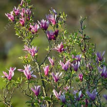 Blossoming magnolias in evening light. Flowering magnolia tree in spring