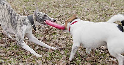 Two dogs playing with toy