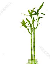 Lucky bamboo
