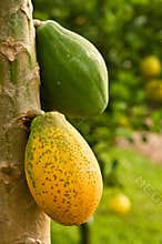 Papayas on Tree
