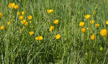 Green meadow or organic park with buttercup flowers for biodiversity