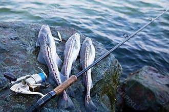 Freshly caught fish Alaska pollock