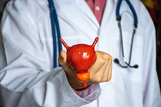 Concept photo of study or diagnosis in urology. Doctor in white holds in his hand model of human urinary bladder with prostate, sh