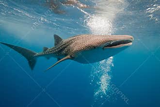 Whale shark underwater