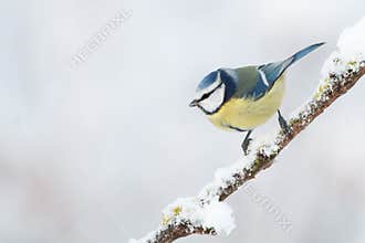 Winter bird