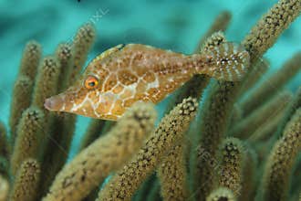 Slender Filefish (Monacanthus tuckeri) - Bonaire