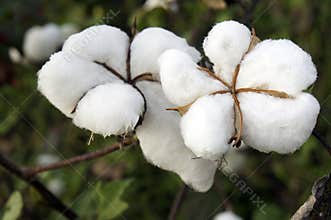 Cotton field