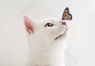 Cute tabby cat and butterfly on background