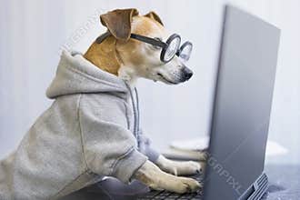 Smart working dog using computer typing on laptop keyboard.