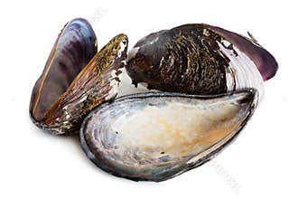 Bivalve mollusk shells of mussel Mytilus edulis