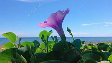 Natural Motion Blooming Purple Flower Creeping Vine Plants Of Ipomoea Pes-caprae Or Bayhops Blown By The Wind
