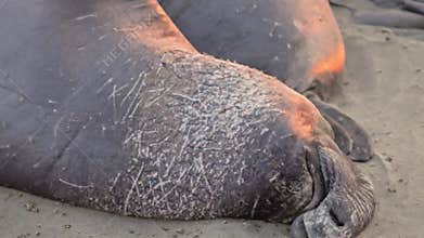 Elephant seal sleeping