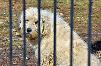 Animal protection