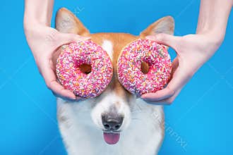 Hand man holding fresh pink doughnuts near eyes of cute dog welsh corgi pembrokeon bright blue background.  Copy space
