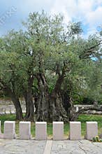 The oldest olive tree in Montenegro in the Mitrovica district, Bar city. Age more than 2000 years