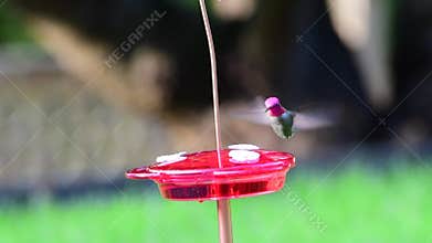 Anna's Hummingbird a small bird eat nectar