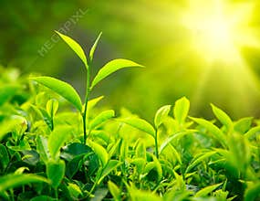 Tea bud and leaves
