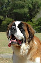 Saint Bernard dog