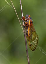 17-year periodical cicada