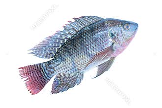 Freshness Oreochromis niloticus isolated or mossambicus fish isolated white background