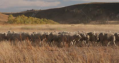 Sheep herd high mountain top range horse 4K