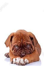 Shy puppy dog