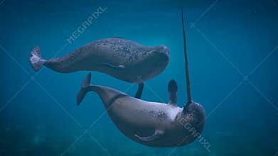 Narwhal couple,  two Monodon monoceros playing in the ocean