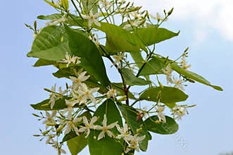 Wrightia tinctoria R. Br. Pala indigo Flowering twig