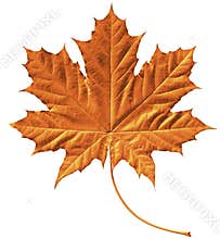 Golden maple leaf