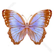 Hand drawn watercolor of butterfly Morpho menelaus.