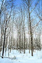 Snowy maple forest in winter
