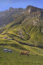Cows in Picos de Europa Central Peaks at Aliva valley
