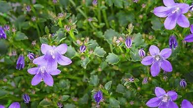 4K Time Lapse Campanula flowers